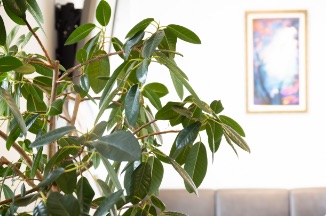 植物